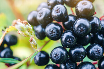Black elderberry close-up, macro photo on ripe berries