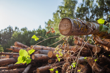 Consequences of a tornado during a hurricane - uprooted trees - removal of trees and branches