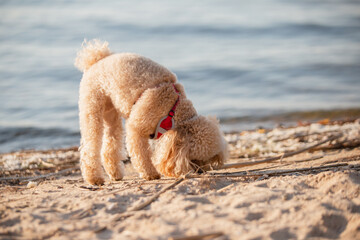 Cute shaggy toy poodle puppy walking on the lake - summer walk with the dog