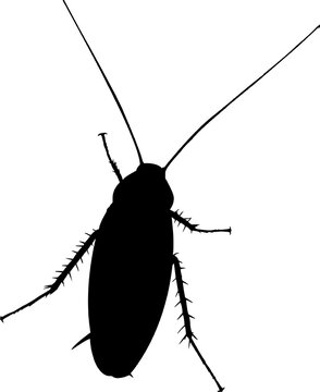 recommend clip art: cockroach icon