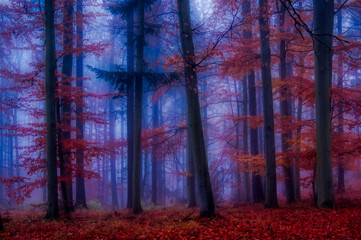Magical foggy forest