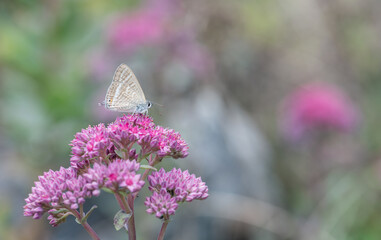 Argus butterfly on pink sedum flower
