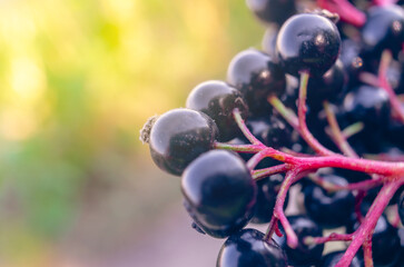 Black elderberry close-up, macro photo on ripe berries