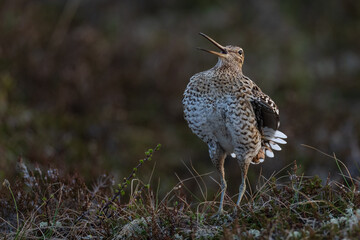 Great snipe (Gallinago media)