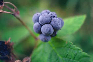 Macro photo of ripe blackberries in forest on green leaves