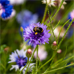 Bee on Flower