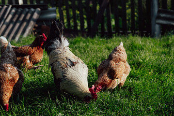 Feeding hens in a traditional farmstead. Chickens in the barnyard in an organic farm. The concept of free-range poultry farming.