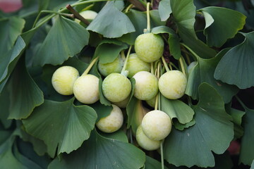 Fruits of Ginkgo biloba, known as ginkgo, also spelled gingko or as the maidenhair tree. Ginkgoaceae family.