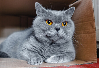 British breed gray domestic cat sitting in a cardboard box at home