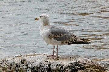 A White and Grey Seagull sitting on a rock with the sea behind. 