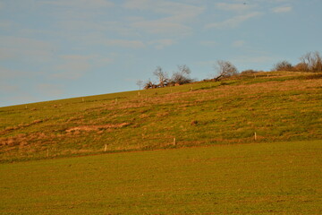 arbres solitaires en attente sur la colline
