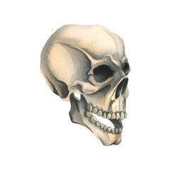 Human skull side view in profile. Hand drawn watercolor illustration for Halloween, day of the dead, Dia de los muertos. Isolated object on a white background.