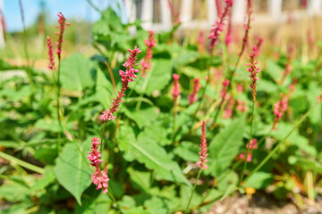Flowering perennial plant peacharia in a flower bed close-up, decorative landscaping