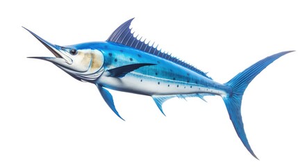 Obraz premium Blue marlin fish illustration isolated on background