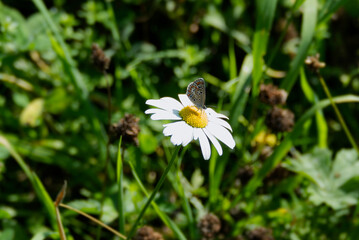 Brown Argus (Aricia agestis) butterfly sitting on a daisy in Zurich, Switzerland