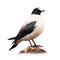 Pomarine jaeger bird isolated on white background.