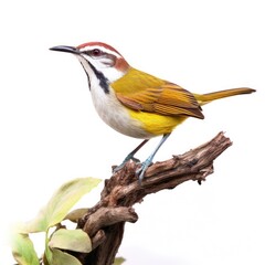 Fototapeta premium Rufous-capped warbler bird isolated on white background.