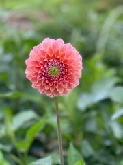 dahlia