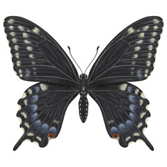 Realistic watercolor butterfly Papilio Polyxenes front view isolated transparent background