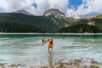 Two Hungarian Vizsla Dogs Playing in Lake