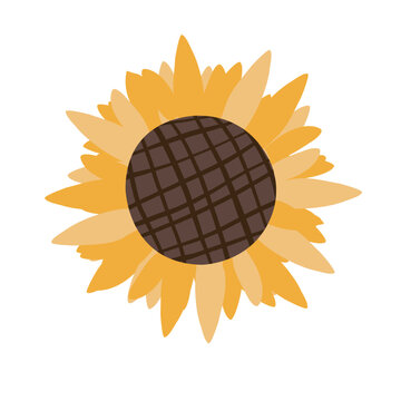 Single sunflower isolated on white background. Vector illustration. Flat flowers concept. Hand drawn illustration for menu, design, flyer, banner