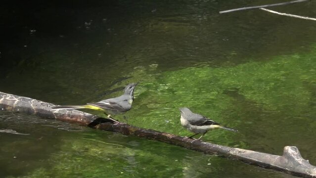 Slow motion (x10) Grey Wagtail (Motacilla cinerea) catching flies and feeding a young one in a stream. Kent, UK.