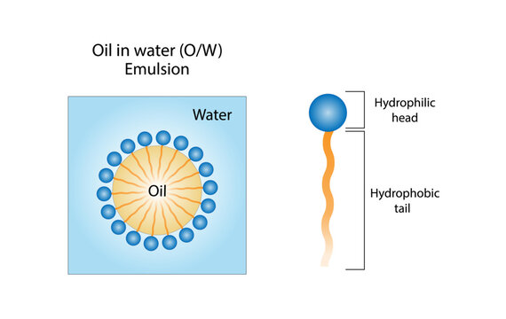 Emulsifier types, structure. Emulsion oil in water, water in oil. Emulsion, a mixture of two immiscible liquids. Emulsification, Surfactants. isolated on white background. Vector illustration