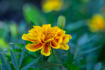 Yellow marigolds flowers on a green background on a summer sunny day macro photography. Blooming tagetes flower with yellow petals in summer, close-up photo.	