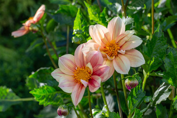 Blossom beige dahlia flower on a summer sunny day macro photography. Garden dahlia with light orange petals in the sunlight close-up photography.	