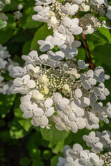 Blooming white hydrangea flowers macro photography on a summer day. Large cap of garden hydrangea with white flowers close-up photo in summertime. Large ball of flowers with white petals.