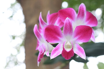 Flower – Orchid Flora Display. Dendrobium Sonia orchid flower in blur background. Dendrobium Caesar × Dendrobium Tomie Drake
