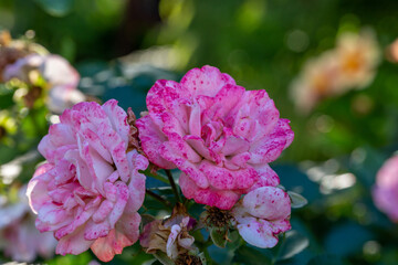 Blooming pink rose flower macro photography on a sunny summer day. Garden rose with pink petals close-up photo in the summertime. Tender rosa floral background.	
