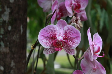 moon orchid flower (Phalaenopsis amabilis) in the garden. light purple orchid flowers. Orchid background. Nature Background