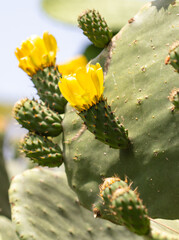 Yellow flowers on a cactus. Nature