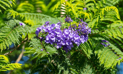 Blue jacaranda flowers on tree branches. Nature