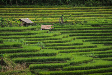 shack, expansive green rice terracing in Pangandaran, Indonesia.