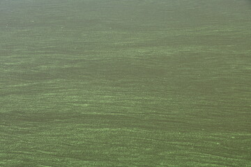 Algen im Mittellandkanal