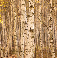 Obraz premium Young birch forest in autumn. Nature