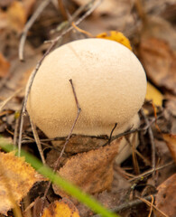 Puffball mushroom grows in the autumn forest. Close-up