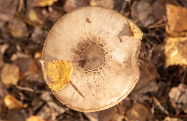 Mushrooms umbrellas grow in the autumn forest. Close-up