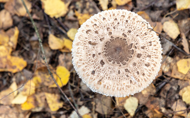Mushrooms umbrellas grow in the autumn forest. Close-up