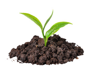 Tea leaves transparent png