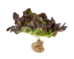 red oak leaf lettuce transparent png