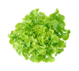 fresh green lettuce leaves transparent png