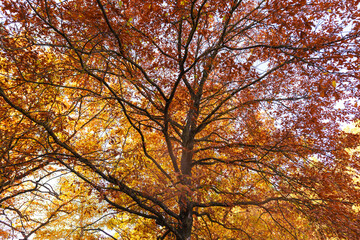 Fototapeta premium Autumn oak leaves in the park. Nature.