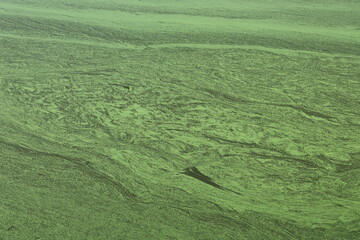 Algen im Mittellandkanal