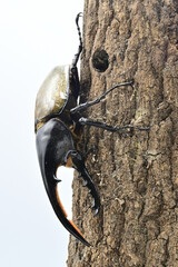 ヘラクレスオオカブト
