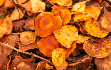 Honey mushrooms grow in the autumn forest. Close-up