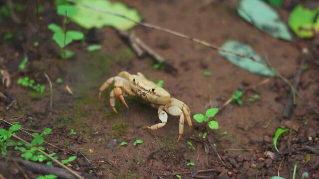 Closeup shot of a land crab walking on the muddy soil during the rain at Sahyadri hills in Saputara in Gujarat, India. Land crab on the hills of the western ghats during the monsoon season in India