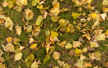 Leaves lying on the ground in the autumn forest. Background